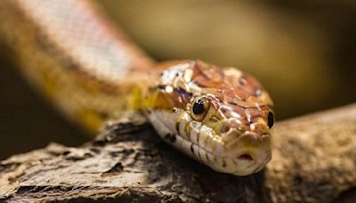 Shocker! Dead Snake Found In Mid-Day Meal Packet, Claim Parents In Sangli