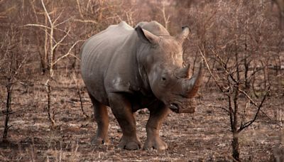 Comment une dent de rhinocéros préhistorique a-t-elle atterri en Nouvelle-Calédonie, où ils n'ont jamais vécu?