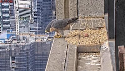 Life amid the carcasses and droppings: what I learned from watching Melbourne’s peregrines on webcam | Ailsa Piper