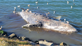 Large gray whale washes ashore in Richmond harbor