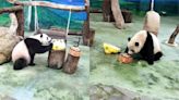 大貓熊「圓寶」滿3歲！動物園特製熊熊蛋糕 粉絲唱生日歌慶祝