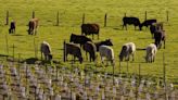 Groups seek to ban large-scale animal farming in Sonoma County