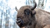 Escaped Bison Caught Running Down the Middle of Maine Roadway