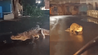 Watch | Crocodile Spotted Strolling On Road After Heavy Rain In Maharashtra's Ratnagiri