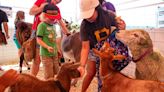 Great American Petting Farm to make local stops this weekend