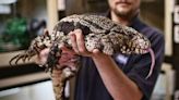 Tegus in Georgia: Here’s what to know about the ‘giant lizard,’ invasive species