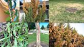 How to handle the problems Texas summer brings for crape myrtles, maple trees and more