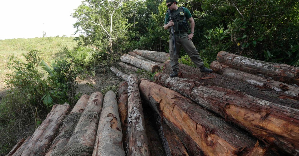 ... , ameaça árvores nobres da Amazônia - Notícias - Meio Ambiente