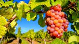 Gewürztraminer — A Guide to the Basics