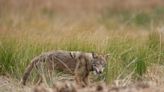 Endangered red wolf populations could be revived with 'ghost' genes from coyotes, scientists say