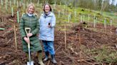 Artist creates woodland trail in memory of Sycamore Gap tree