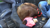 Bear captured in Sierra Madre
