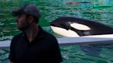 Lolita had chronic health problems in her last years. This one finally claimed the orca