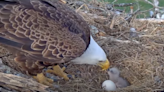 Horror en directo: cámara del NCTC captura a águila calva devorando a su polluelo recién nacido