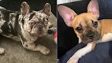 French bulldog owners on edge as violent dognapping incidents rise