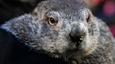 Punxsutawney Phil’s babies fittingly given weather-themed names