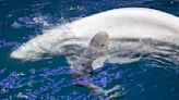 Chicago Aquarium Announces Birth of Adorable Baby Beluga Whale