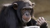 ¡Unidos, fuertes! Chimpancés conversan como humanos… y hasta se interrumpen, según nuevo estudio
