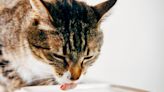 貓咪喝水量怎麼抓？純水、自來水、生水哪種適合貓咪？水喝太多、太少可能是什麼警訊？