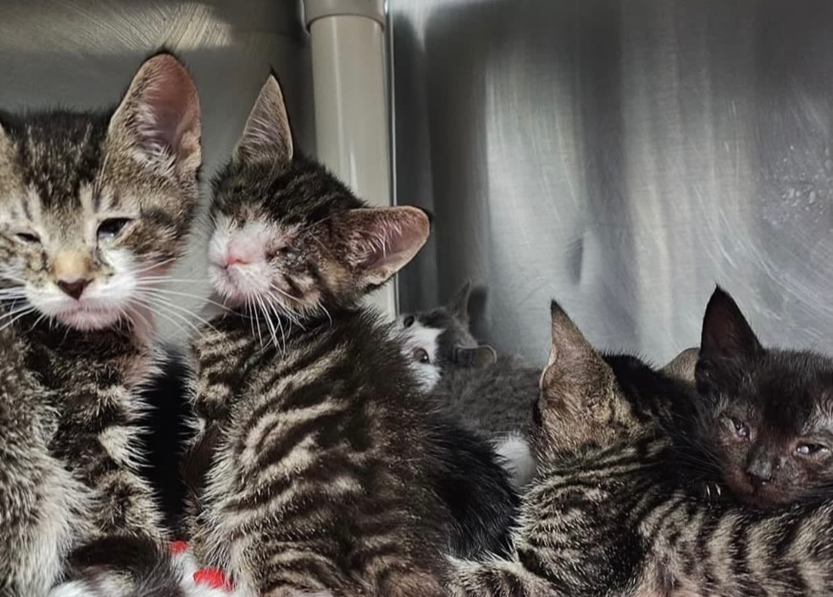 90 cats rescued from Dutchess County home
