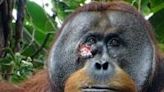 Self-care: Orangutan seen apparently treating wound