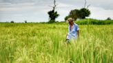 Problema con producción de arroz y varias frutas en Colombia por inundaciones en La Mojana