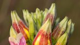 Nature: Brightly colored primrose moths stunning but rarely spotted in Ohio