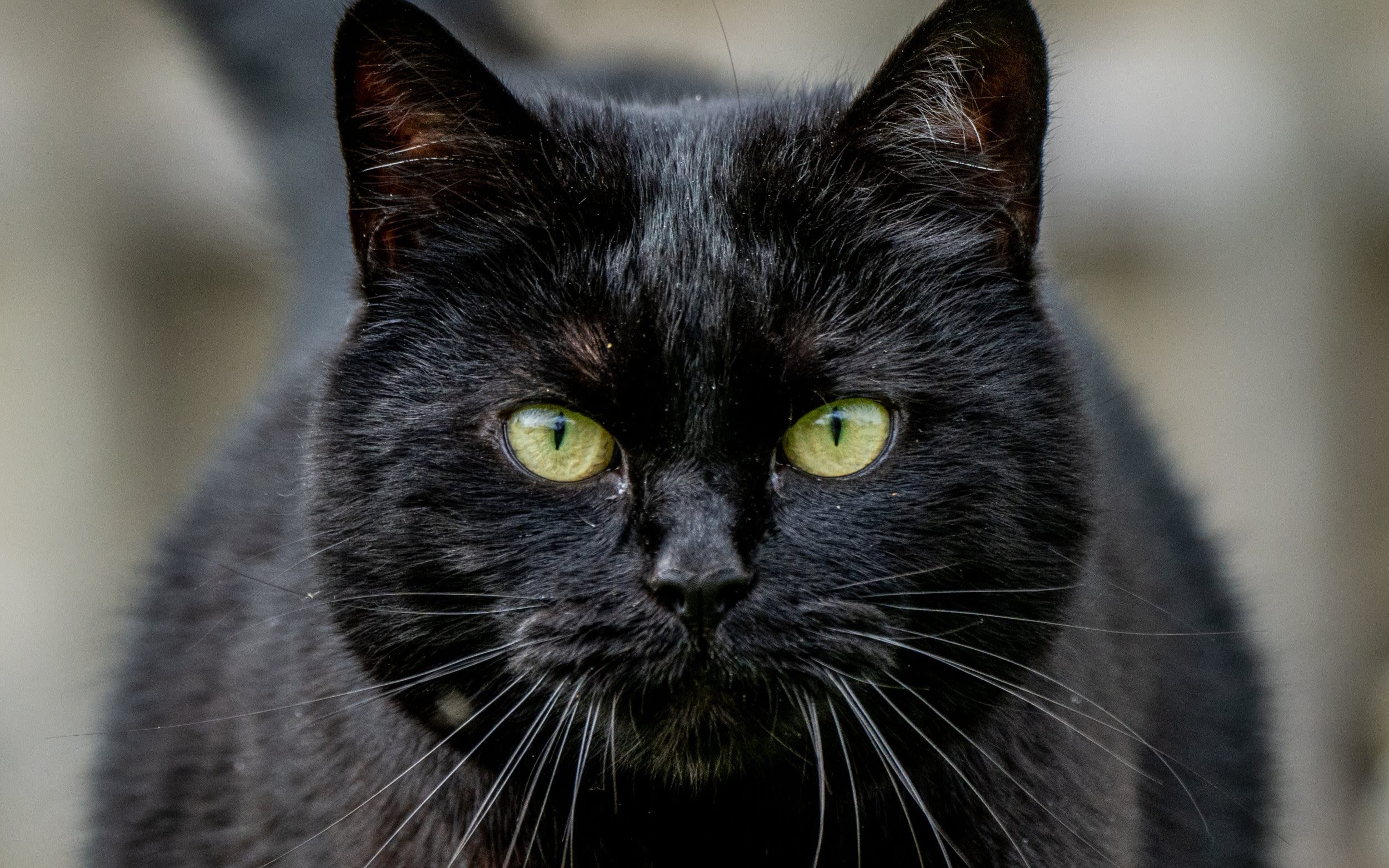 Snowy the farm cat likes to live life on the wild side