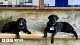 Tewkesbury Abbey appoints Labradors to meet and greet visitors