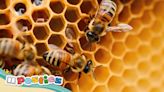 Why bees use honeycomb to build their hives