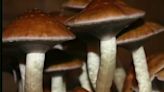 Bill could legalize magic mushrooms in Santa Cruz County for certain groups