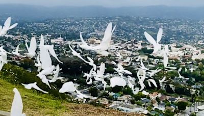 Memorial Day Ceremony to honor fallen heroes with 150 doves in Santa Barbara
