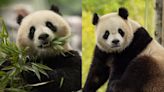 The ‘soft edges’ of panda diplomacy at work in DC - WTOP News