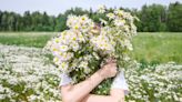 Adoptez la camomille, c'est la plante comestible par excellence qui vient égayer vos plats en juin