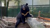 Black bear with PTSD only survivor of Russian onslaught on Ukraine zoo