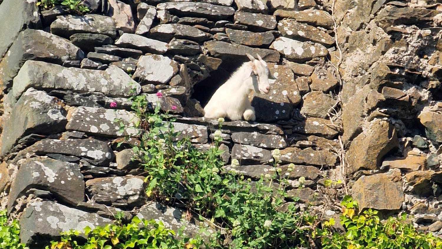 Trapped goat rescued from Donegal castle tower