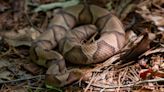 Mississippi venomous snakes: How to identify them and what to do, and not do, if bitten