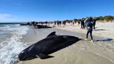 ‘The final result was good’: 130 whales rescued from mass beach stranding in Western Australia