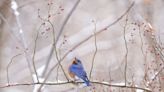 Late winter's signs of spring: The return of bluebirds and the start of nesting activity