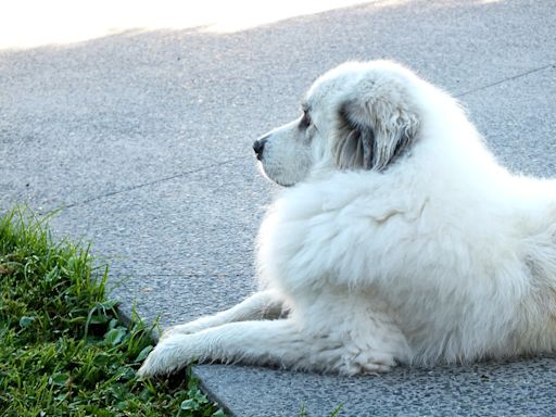 Kind Stranger Helps Mom with Stubborn Great Pyrenees Who Didn't Want To Go Home