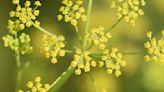 Wild Parsnip Burns: Everything You Need to Know