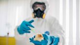 How Does Bird Flu Spread to Humans?