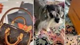 Viral: Joven compra bolso Louis Vuitton para heces de perro en 18 mil pesos