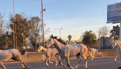 Cerca de 40 caballos sueltos aparecieron galopando en Panamericana a la altura de Don Torcuato