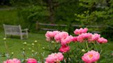 Why Aren't My Peonies Blooming? Gardening Experts Weigh In