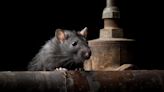 Cincinnati has a rat problem, study says. But not as bad as Columbus or Cleveland