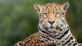México protege su reserva del jaguar con nuevo parque y la Guardia Nacional