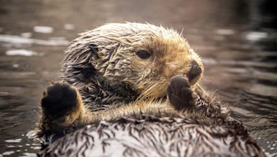 Rosa, the Monterey Bay Aquarium's oldest resident sea otter, has died