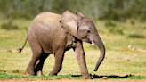 Baby Elephant at Disney's Animal Kingdom Enjoys Her First Day on the Savannah