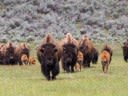 Drunk Man Kicks Yellowstone Bison, Hurts Himself, and Gets Arrested